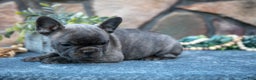 French Bulldog dogs for sale: Barney - Ad 3