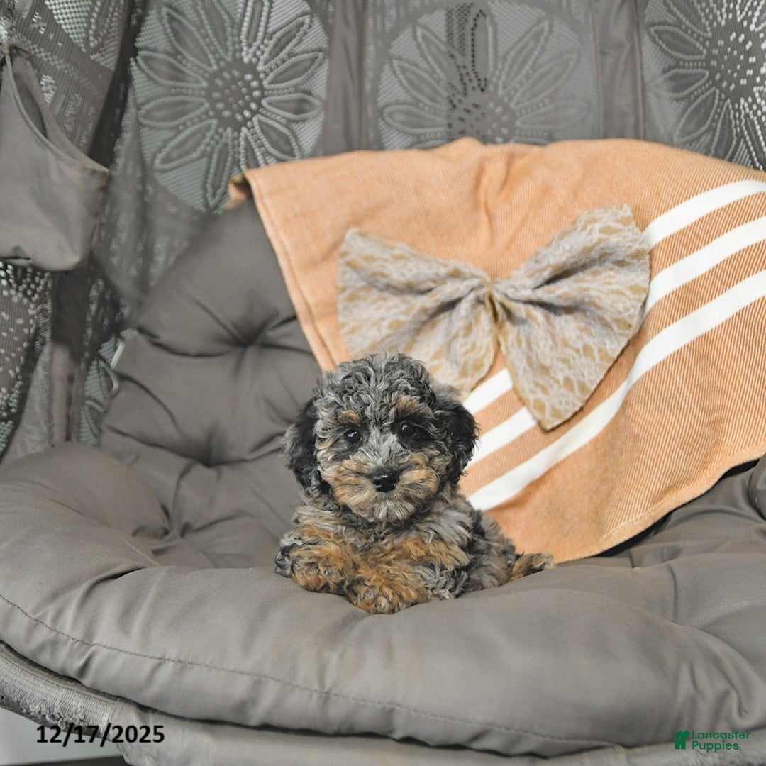 Miniature Poodle dogs for sale: Annie - Ad 2