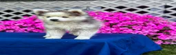 Pomsky dogs for sale: Rascal  - Ad 8