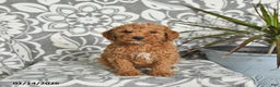 Mini Goldendoodle dogs for sale: Rex - Ad 2