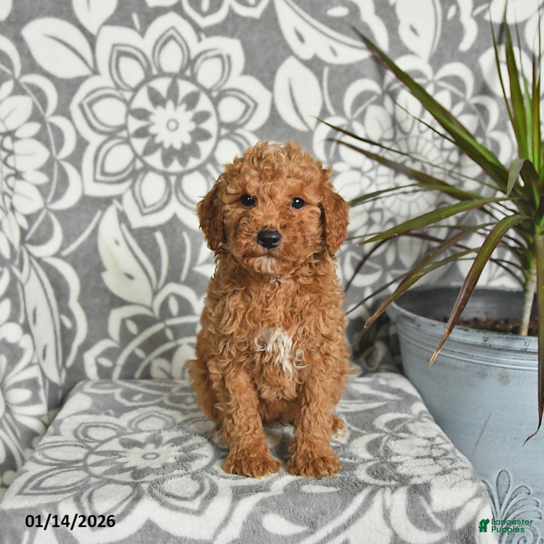 Mini Goldendoodle dogs for sale: Rex - Ad 2