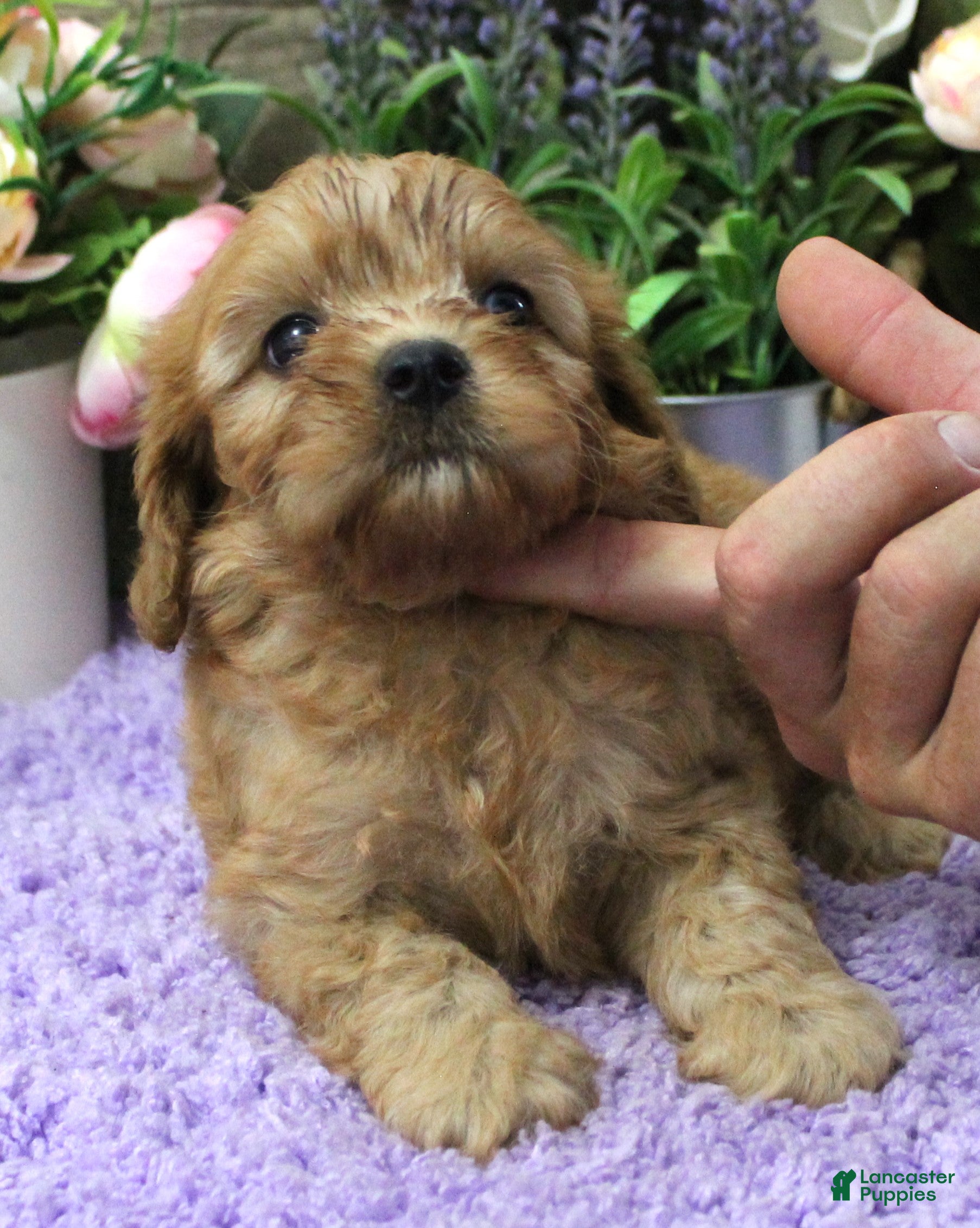 Cavapoo dogs #1 Female of Evie - Ad 36