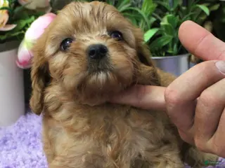 Cavapoo dogs #1 Female of Evie - Ad 36