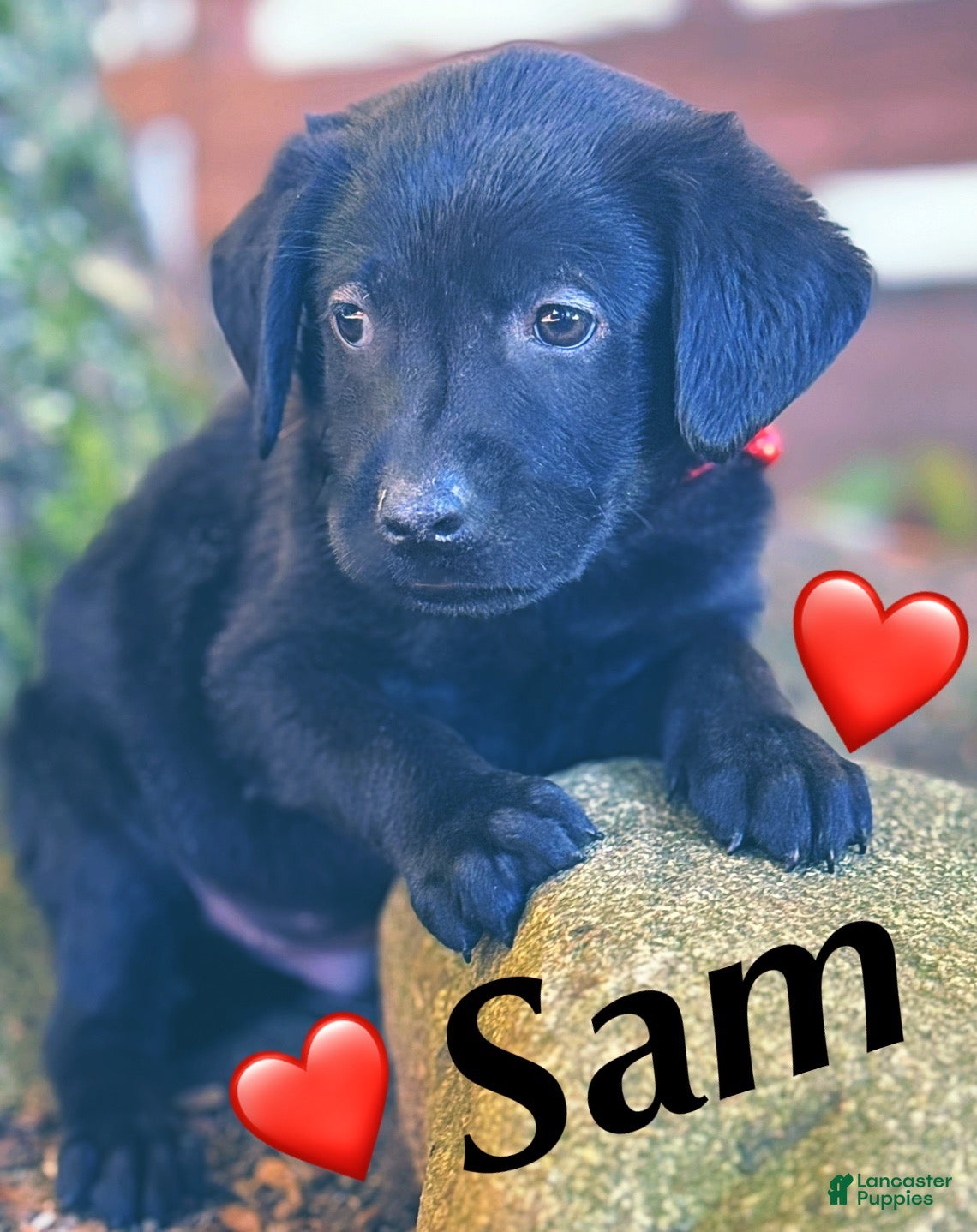 Labrador Retriever dogs for sale: Labrador Retriever 1 - Ad 1