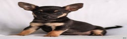 Chihuahua dogs for sale: Preston - Ad 7