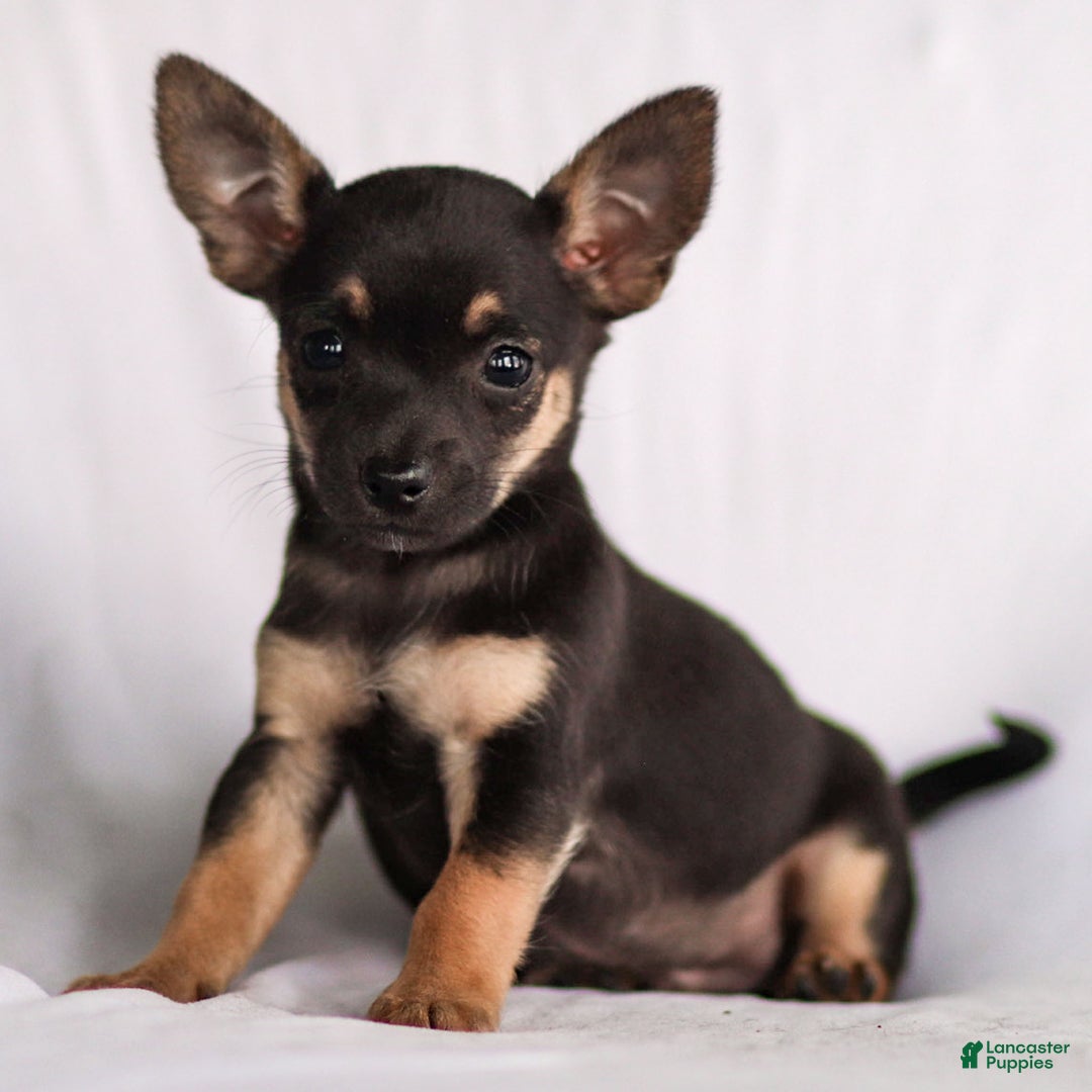Chihuahua dogs for sale: Preston - Ad 7