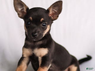 Chihuahua dogs - Ad 31