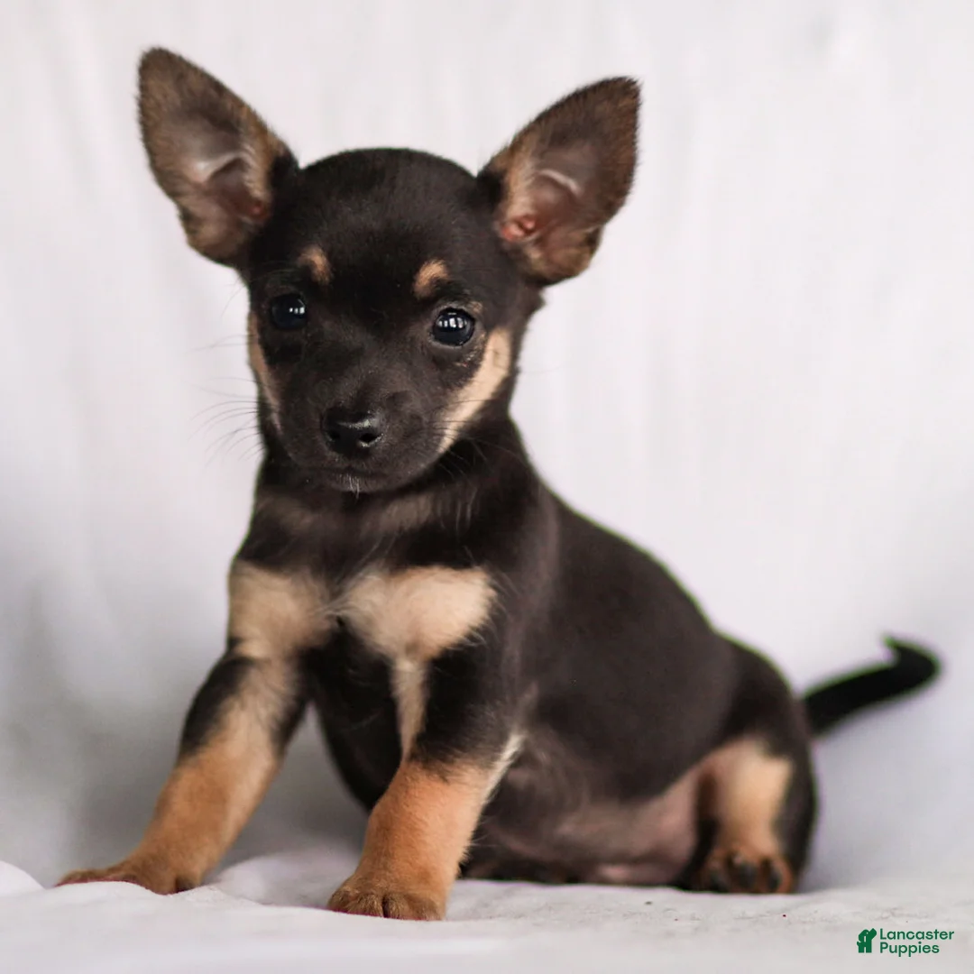 Chihuahua dogs for sale: Preston - Ad 23