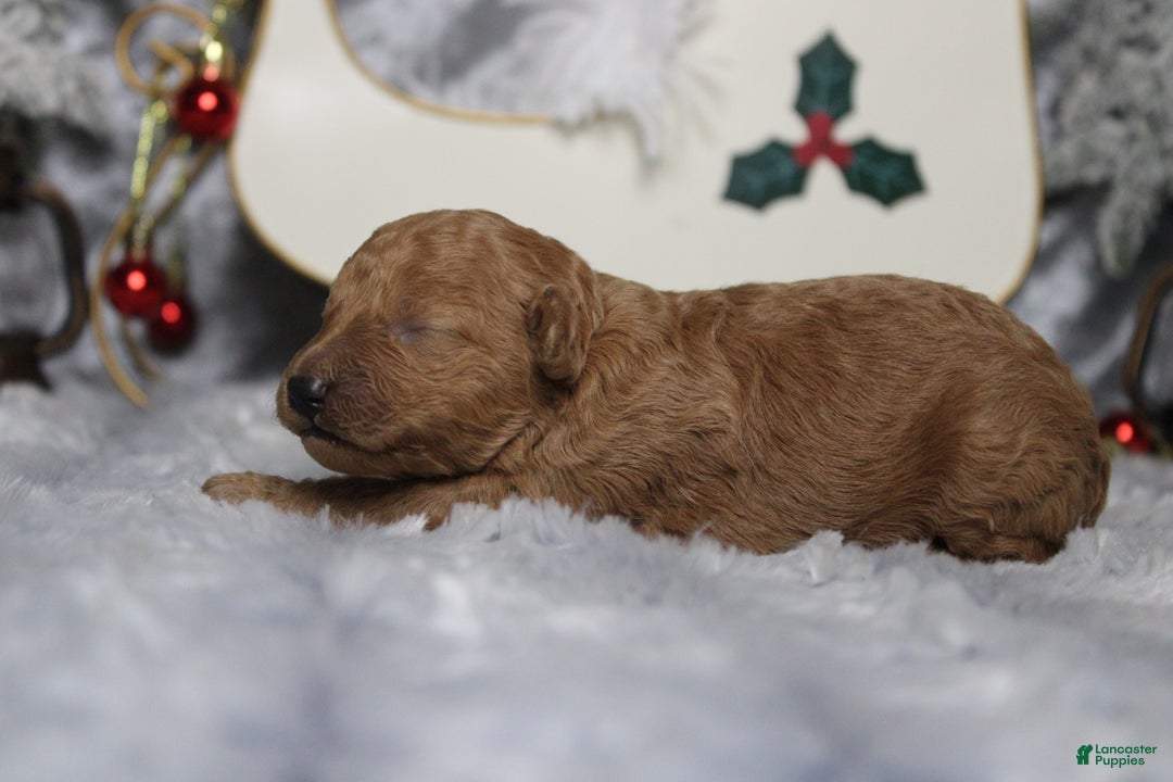 Toy Poodle dogs for sale: Ruby - Ad 5