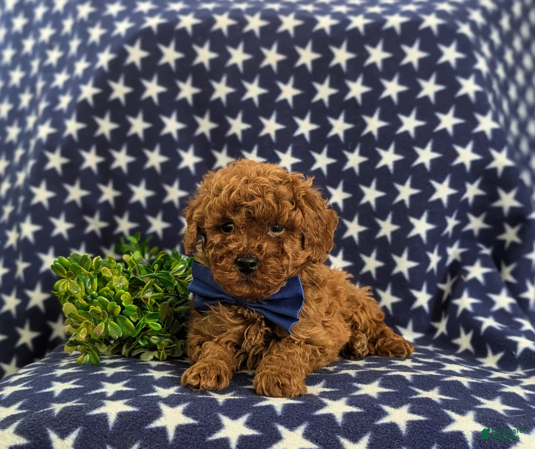 Mini Goldendoodle dogs for sale: Dillan Hypoallergenic - Ad 5