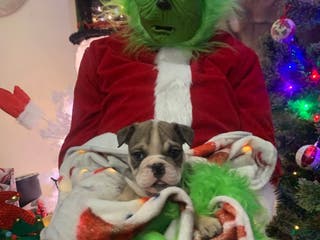 English Bulldog dogs Suga Baby - Ad 37