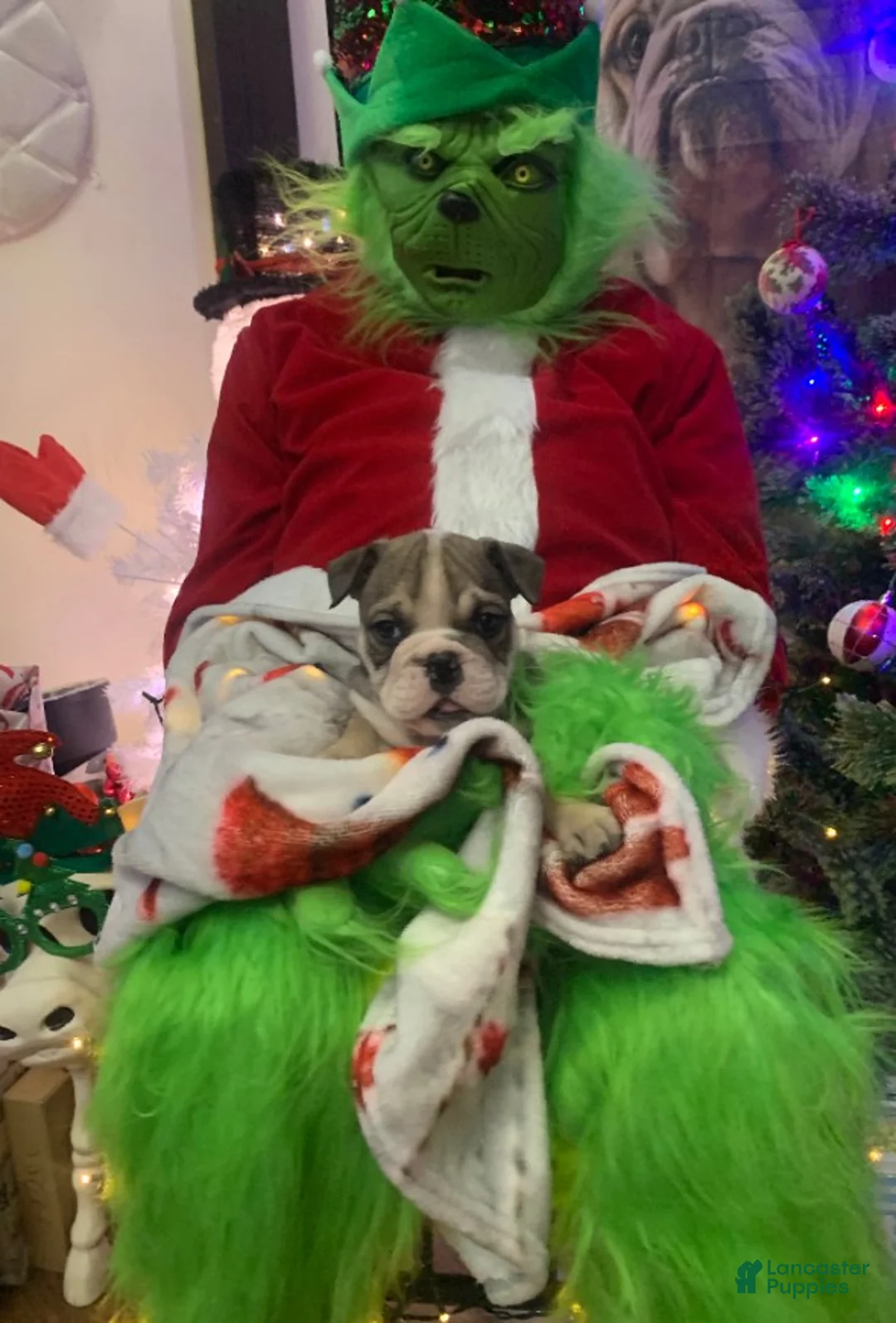 English Bulldog dogs for sale: Suga Baby  - Ad 3