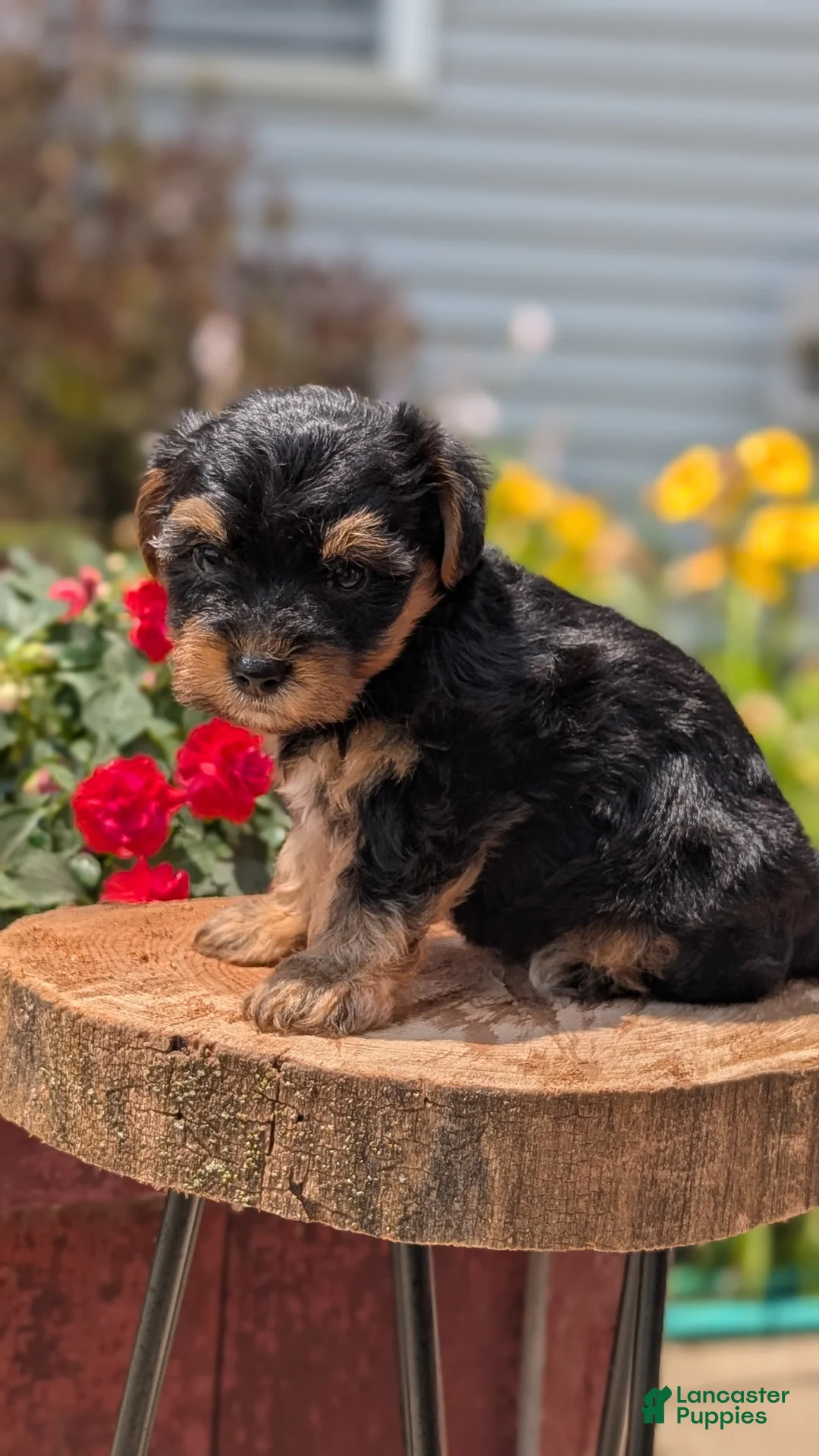 Yorkiepoo dogs for sale: Zya - Ad 2
