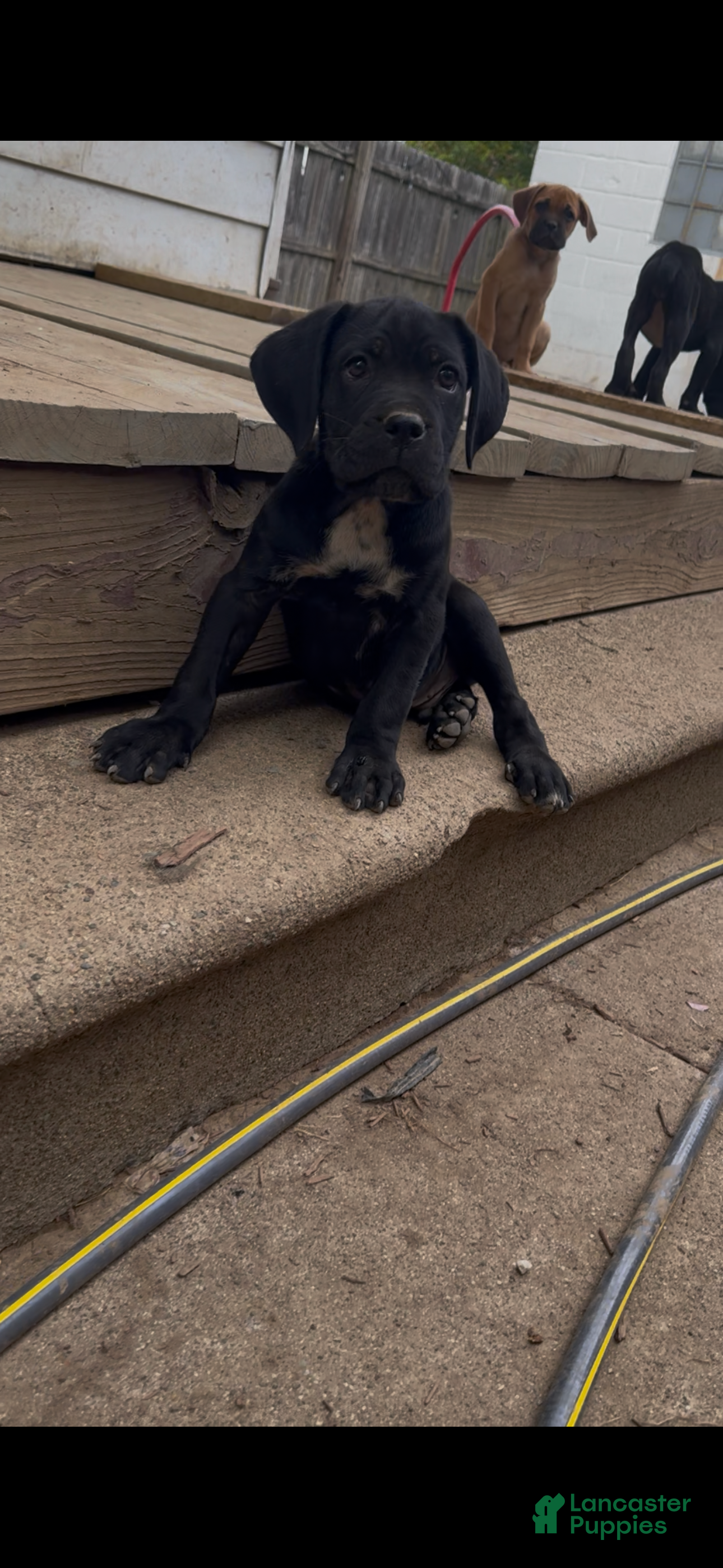 Cane Corso dogs Panther - Ad 1