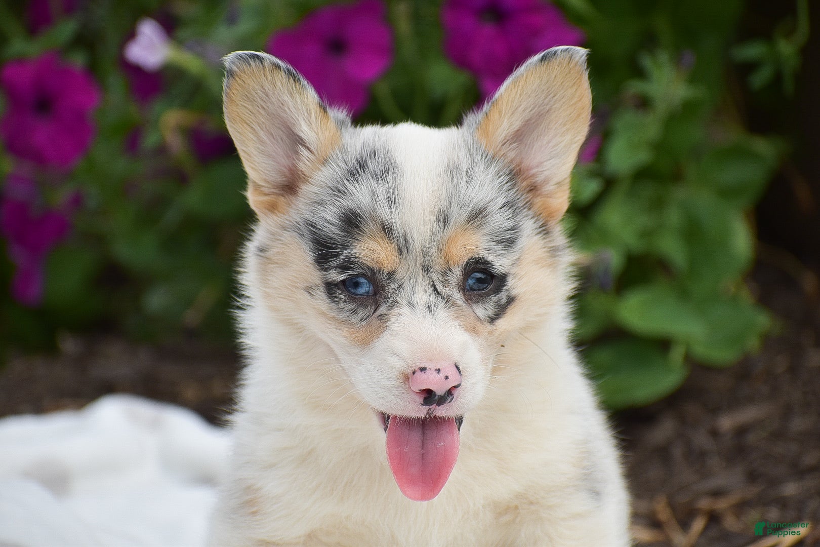 Welsh Corgi Pembroke dogs Rhianna - Ad 2