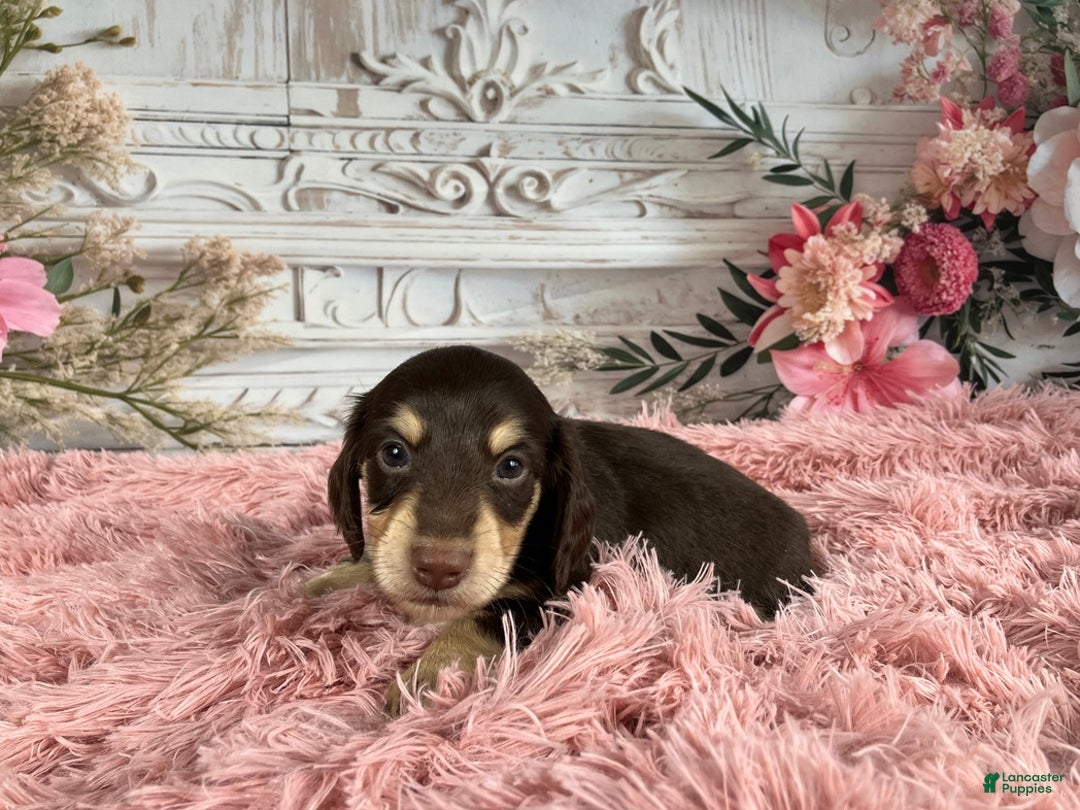 Miniature Dachshund dogs for sale: AKC-Ringo - Ad 2
