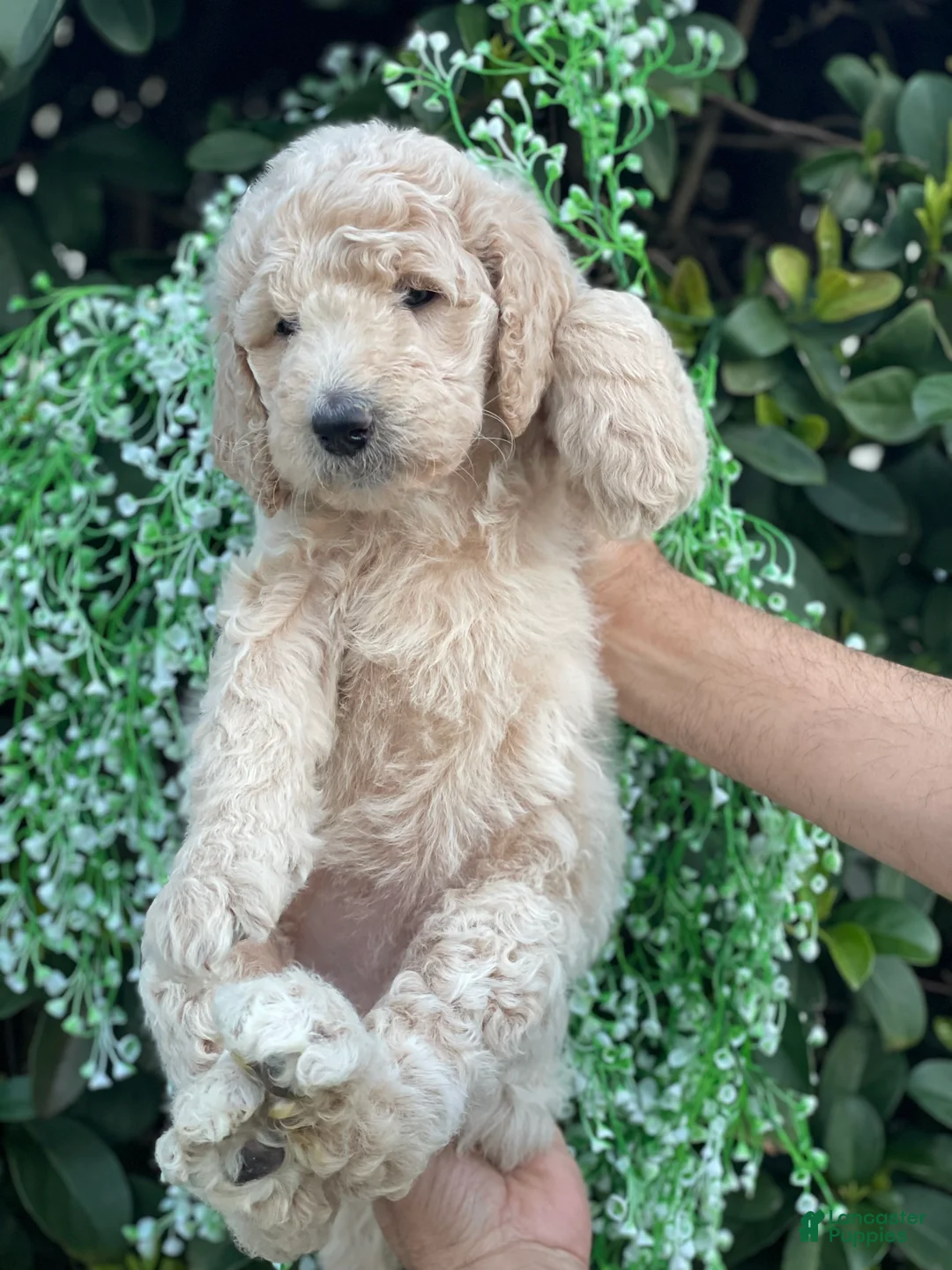Goldendoodle dogs for sale: Sandy  - Ad 3