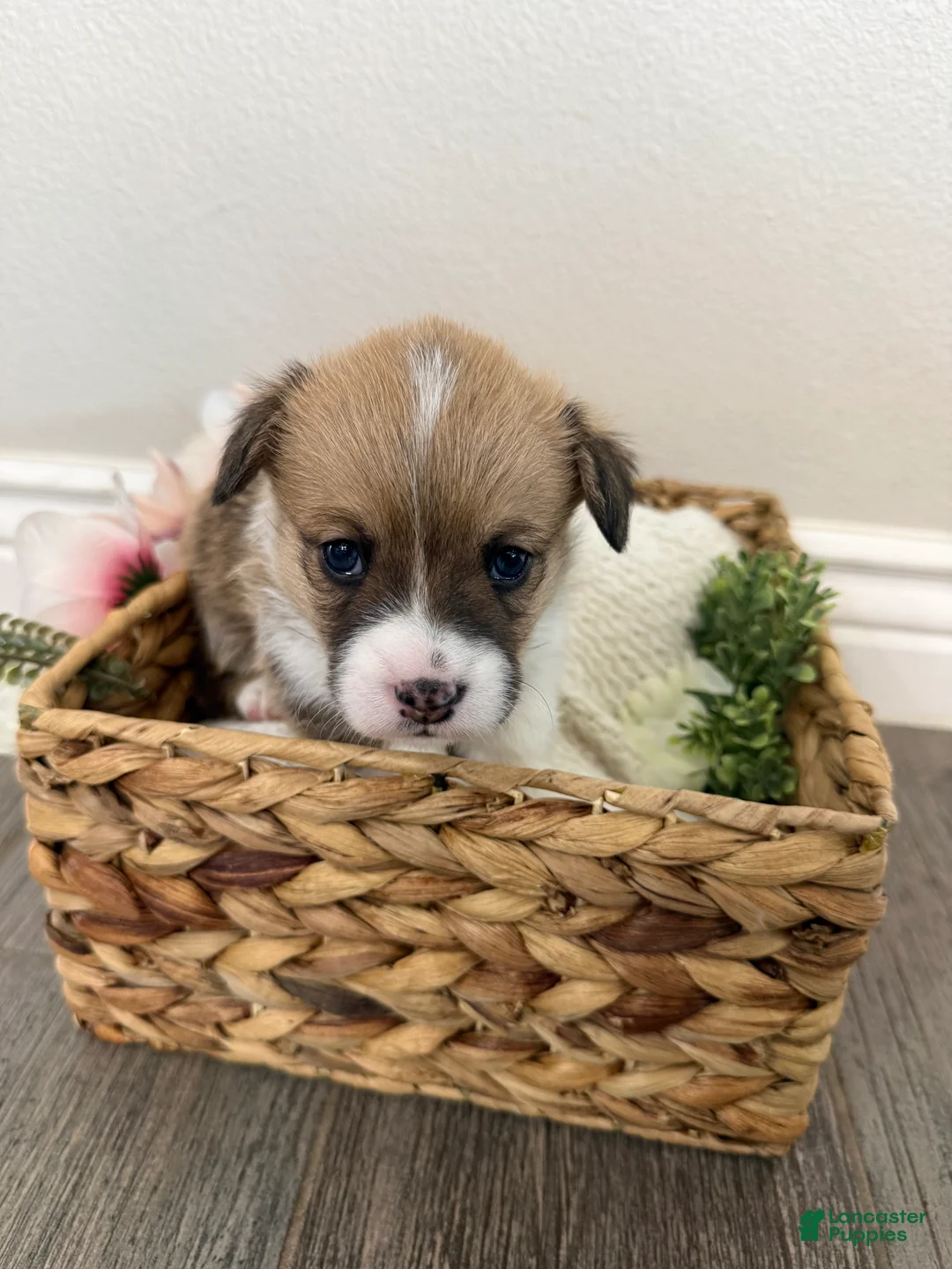 Welsh Corgi Pembroke dogs for sale: Welsh Corgi Pembroke 1 - Ad 2