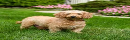 Mini Goldendoodle dogs for sale: Caspian - Ad 4