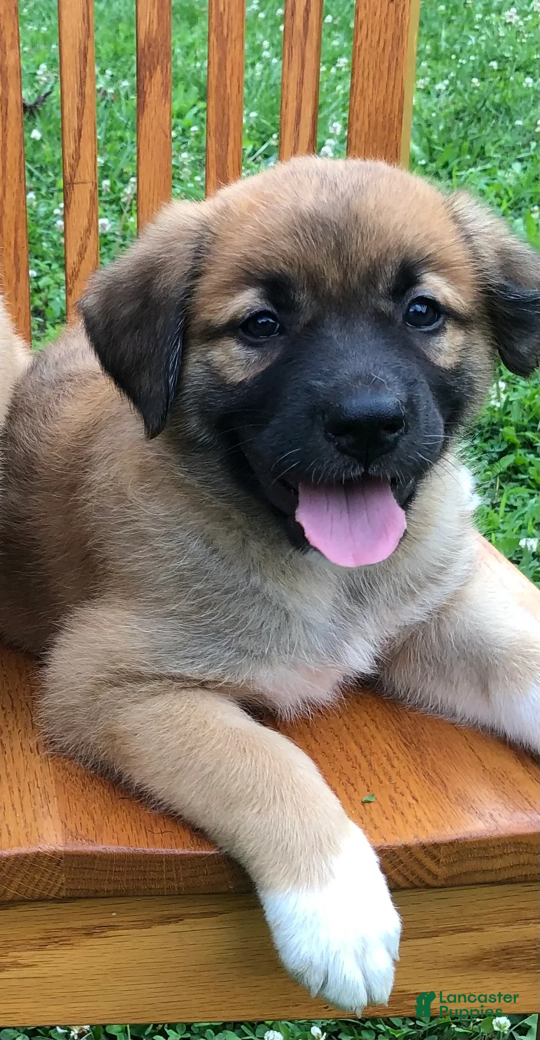 Mixed Breed dogs for sale: Sampson- $150 - Ad 1
