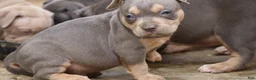 American Bully dogs for sale: Mr. Vegas - Ad 14