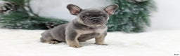French Bulldog dogs for sale: Jaxon - Ad 4