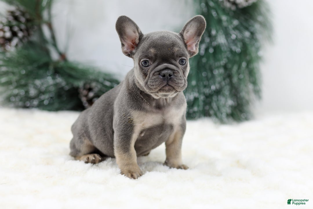 French Bulldog dogs for sale: Jaxon - Ad 4