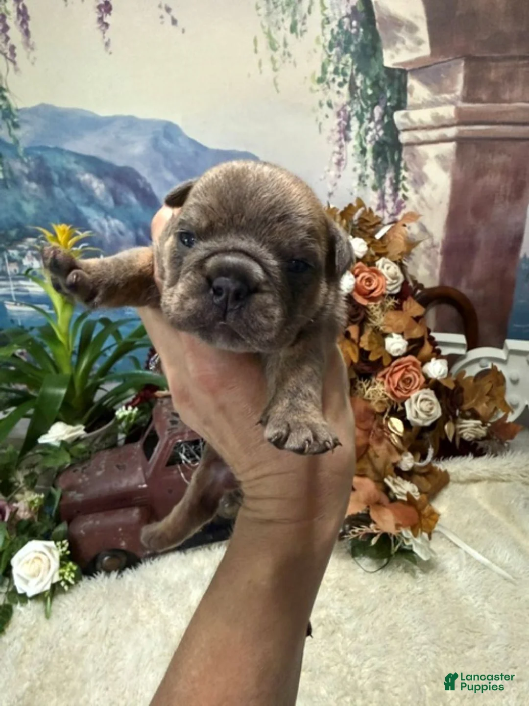 English Bulldog dogs for sale: Blue Fawn n tan (Merle) gen health tested CLEAR - Ad 1