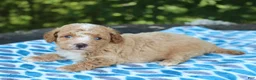 Miniature Poodle dogs for sale: Shawn - Ad 3