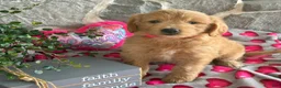 Goldendoodle dogs for sale: Nora - Ad 8
