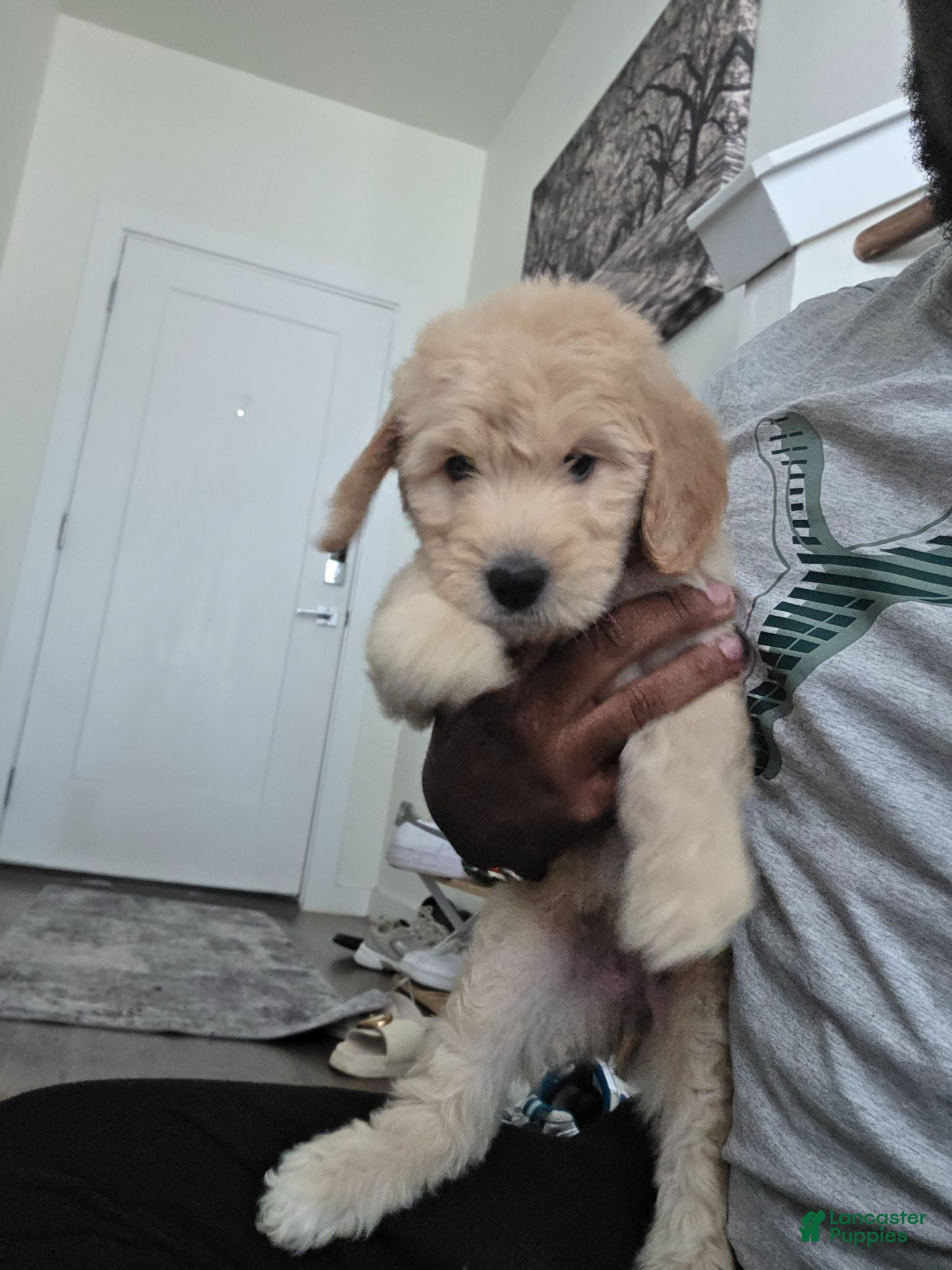 Mixed Breed dogs Lyra - Ad 4