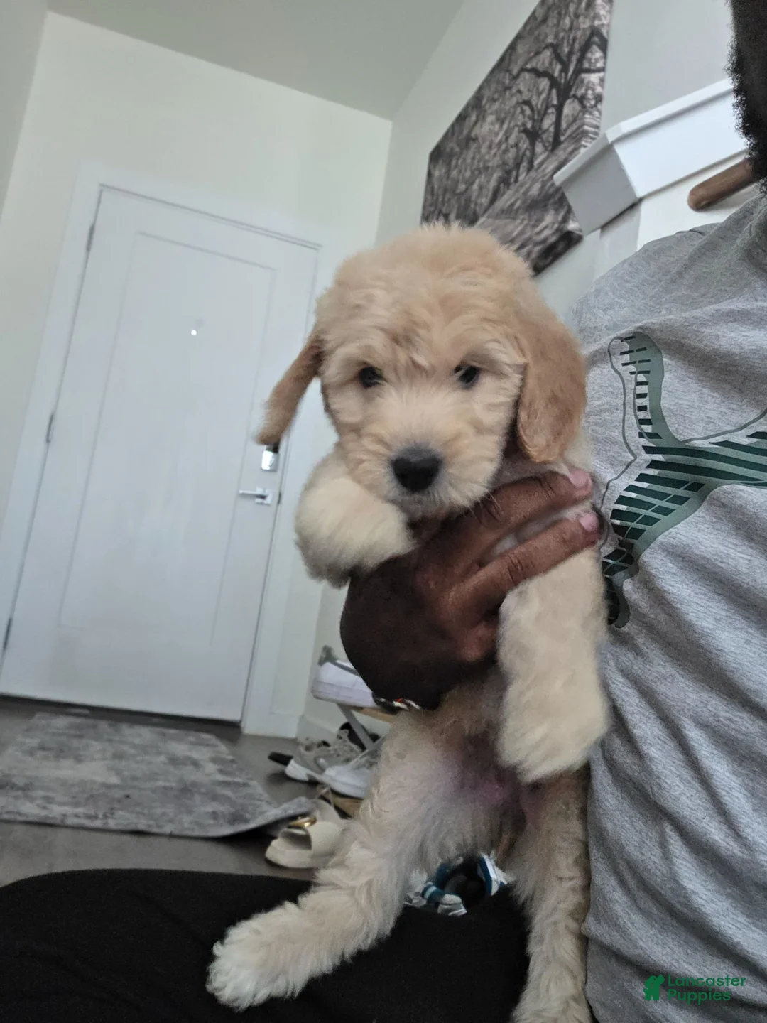 Mixed Breed dogs for sale: Lyra - Ad 1