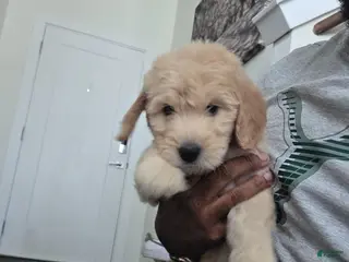 Mixed Breed dogs Lyra - Ad 4