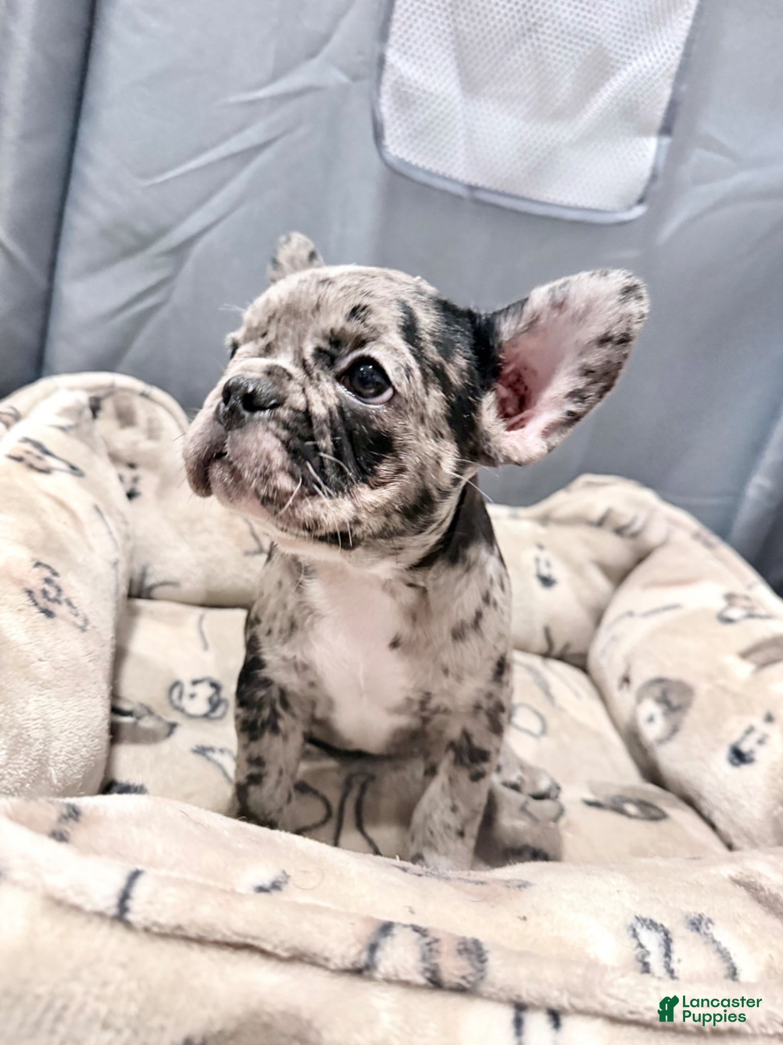 French Bulldog dogs French Bulldog Puppy 1 - Ad 1