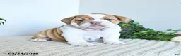 English Bulldog dogs for sale: Topaz - Ad 1