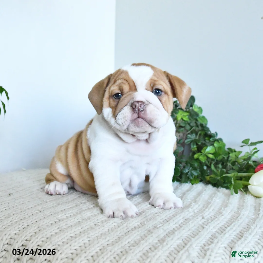 English Bulldog dogs for sale: Topaz - Ad 1