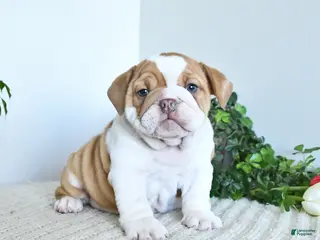 English Bulldog dogs for sale: Topaz - Ad 4