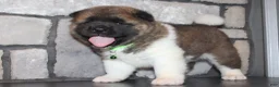 Akita dogs for sale: AKC Bear - Ad 5