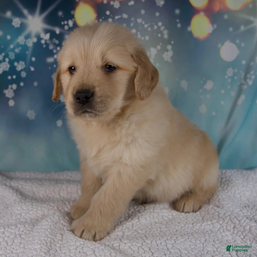Golden Retriever dogs for sale: Ezra - Ad 2