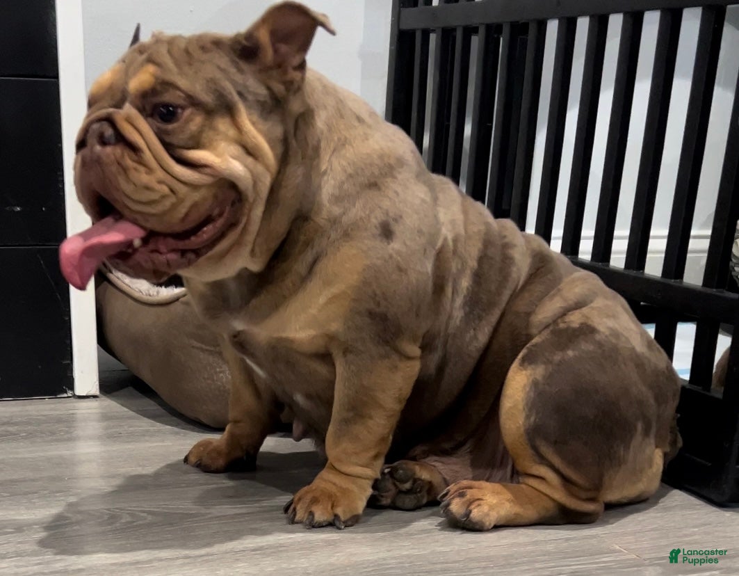 English Bulldog dogs Dutches  - Ad 4