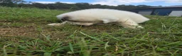 Great Pyrenees dogs for sale: Lily  - Ad 16