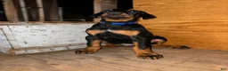 Doberman Pinscher dogs for sale: Blue Collar Dobie - Ad 4