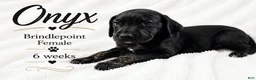 Great Dane dogs for sale: Onxy - Ad 3