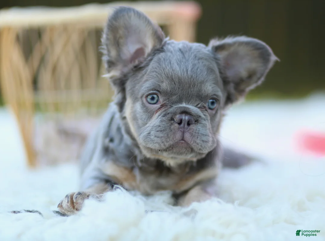 French Bulldog dogs for sale: corey - Ad 1