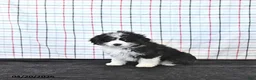 Mini Aussiedoodle dogs for sale: Willow  EXRTA SMALL - Ad 3