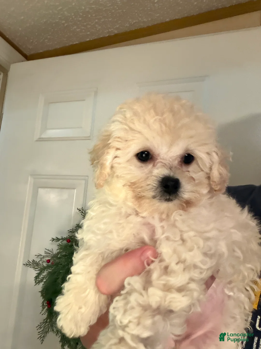 Bichpoo dogs for sale: Fifi - Ad 2