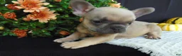 French Bulldog dogs for sale: Mitchell - Ad 3