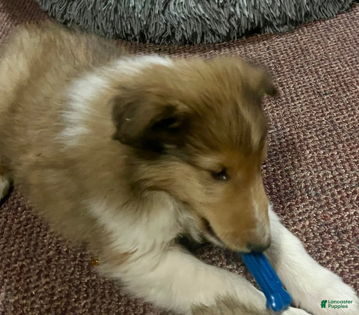 Collie dogs Moose - Ad 4