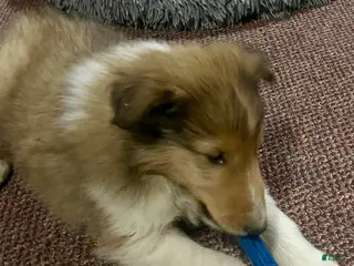 Collie dogs Moose - Ad 4