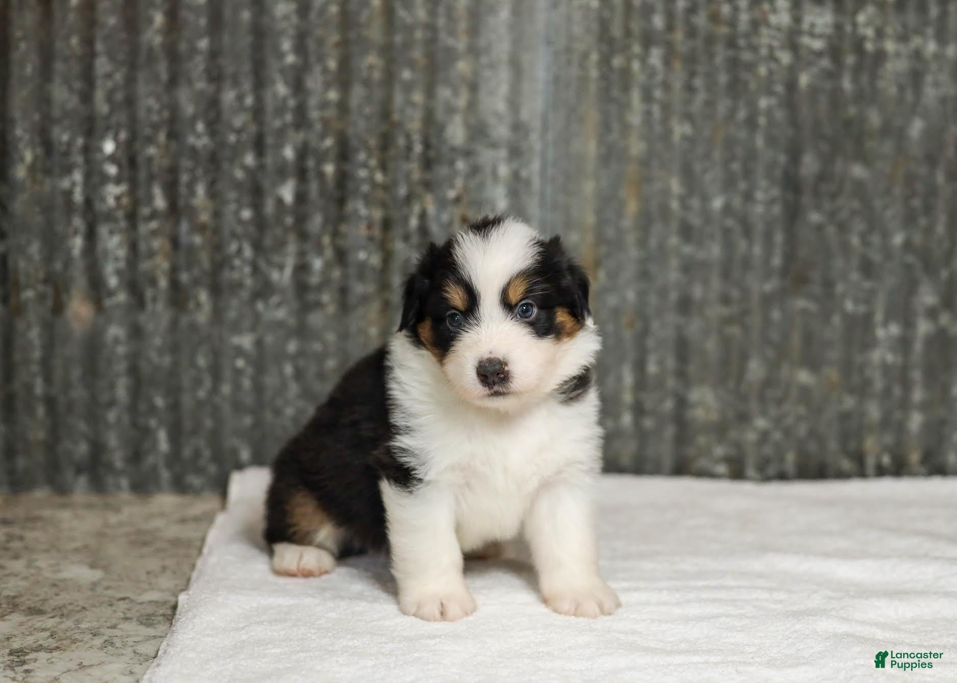 Miniature Australian Shepherd dogs Lathan Miniature Australian Shepherd Puppy  - Ad 1